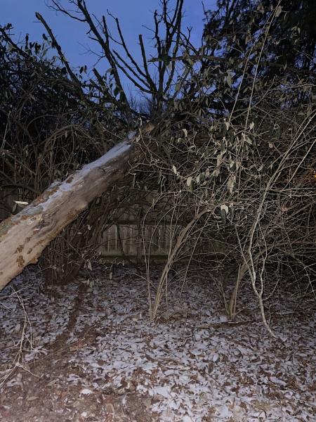 Sykes Tree Service