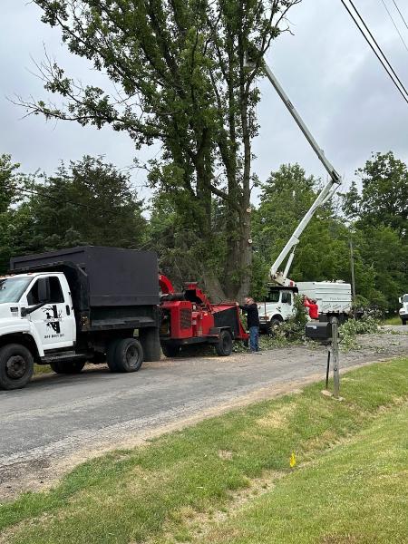 Absolute Tree Removal