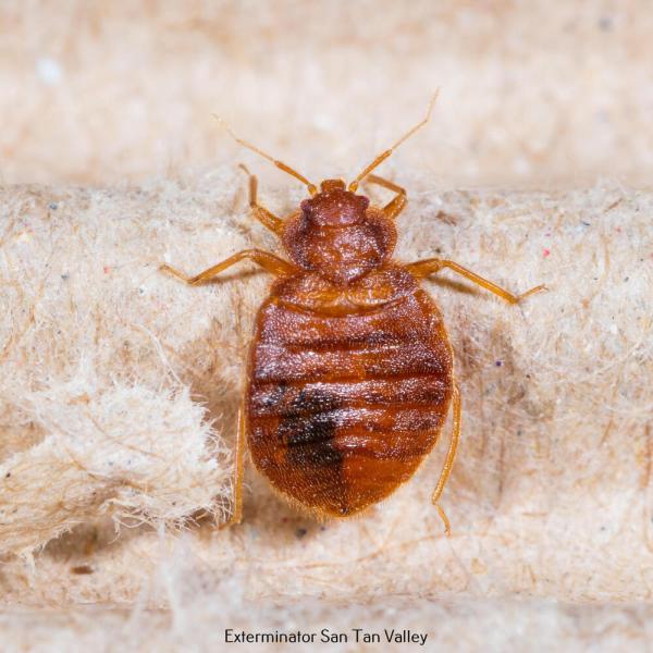 Agro Pest Control
