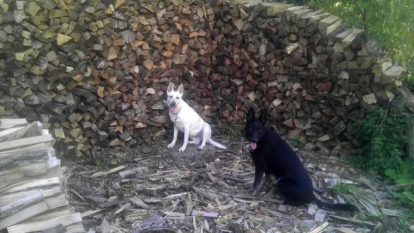 Dalman's Evergreens