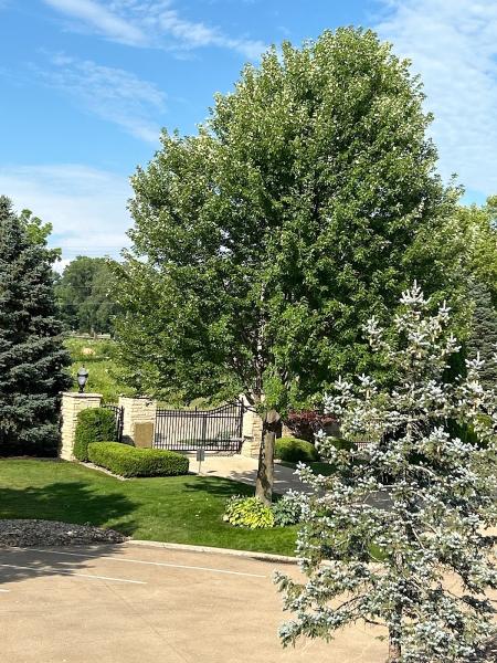 Hyme's Tree Service