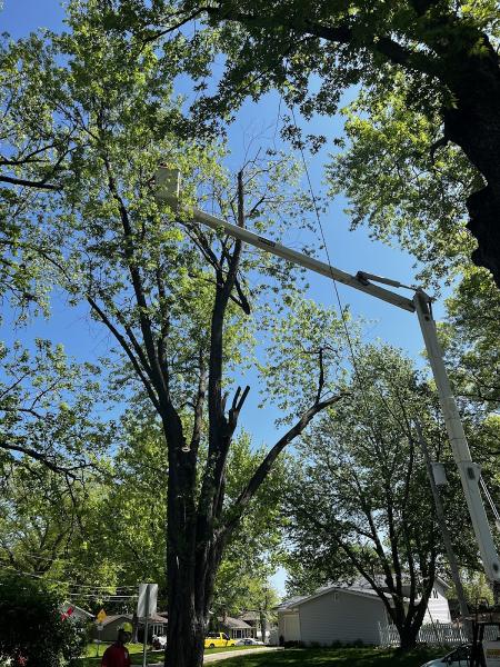 Hyme's Tree Service