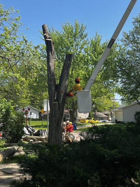 Hyme's Tree Service