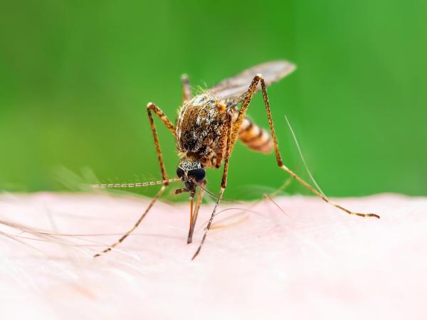 Lake Conroe Pest Control