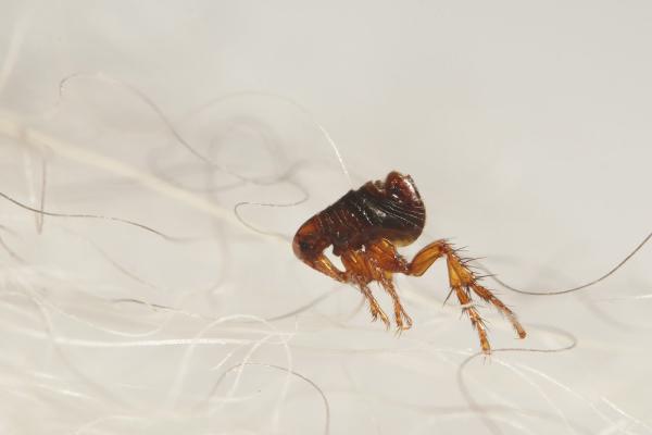 Lake Conroe Pest Control