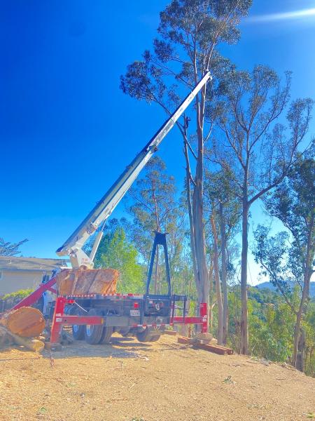 Marin County Arborists