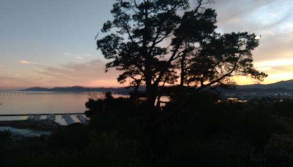 Marin County Arborists