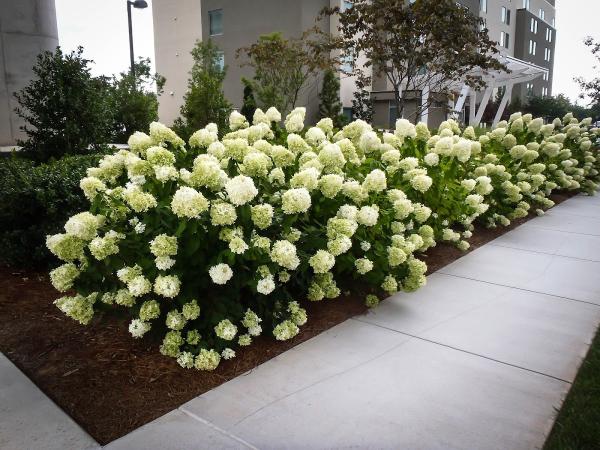Gold Standard Lawn Care