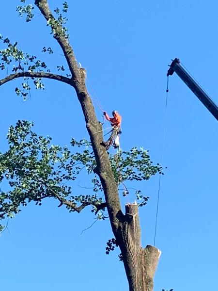 Fritz's Tree Service