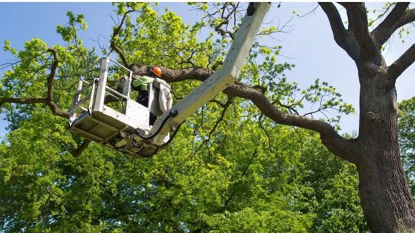 Lawson's Tree Service & Landscaping