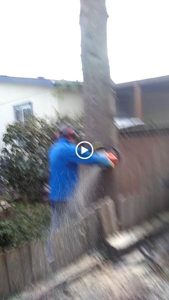 Oregon Tree & Shrubbery Specialist