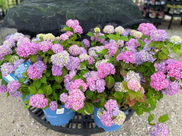 Scotty Landscape Supply
