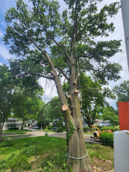 Kimball Tree Service