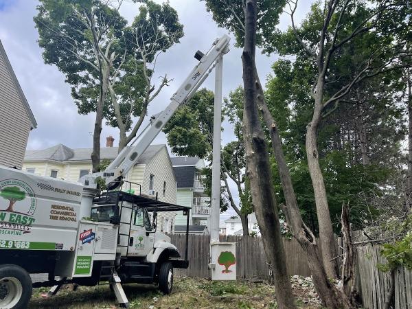 New East Tree Services and Landscaping