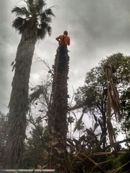 Discount Tree Care Inc.