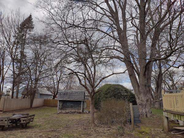 Lazer Scapes Tree Service