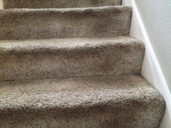 Purelements Carpet Cleaning Specialists