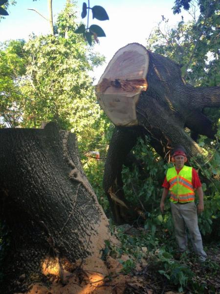 Arborlife Professional Tree Care