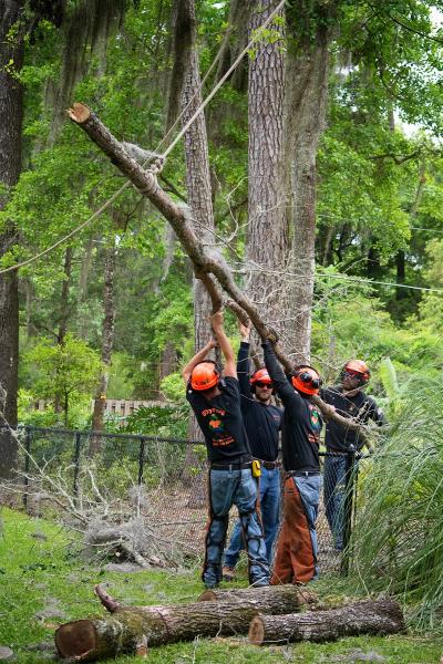 Skyfrog Tree Service