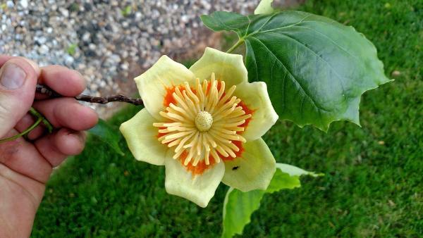 Cossell's Creative Landscaping