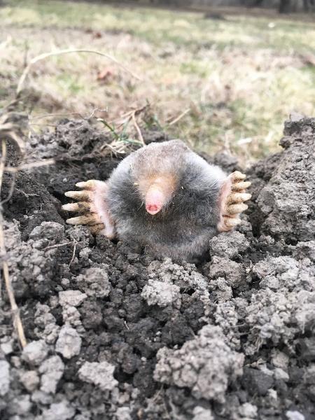 Schindler Wildlife Solutions LLC
