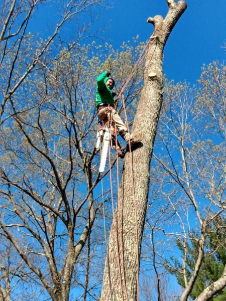 Optimus Tree Service and Landscaping