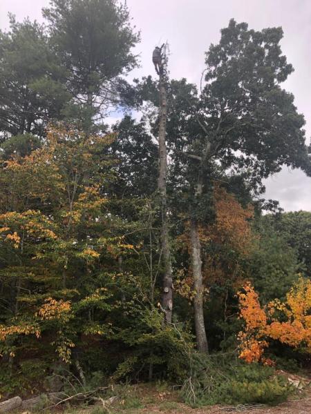 Optimus Tree Service and Landscaping