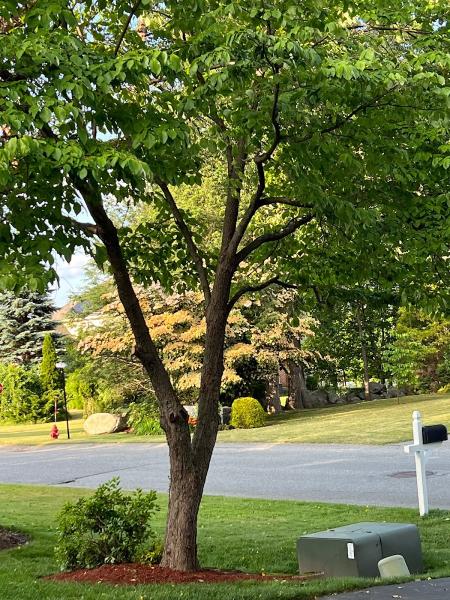 Optimus Tree Service and Landscaping