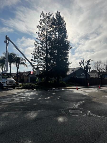 Gutierrez Tree Care 1