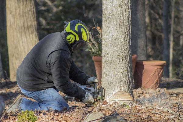 Dan's Tree Service