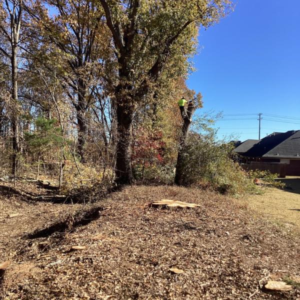 Mejia Tree Service