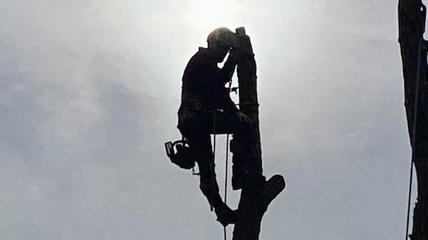 Your Tree Guy