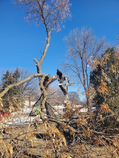 Your Tree Guy