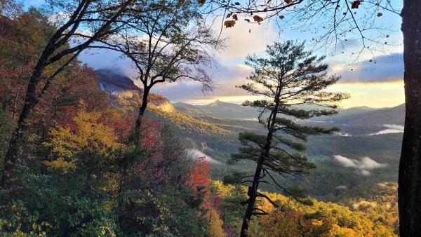 Asheville Arborists