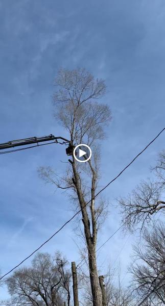 Premium Tree Service