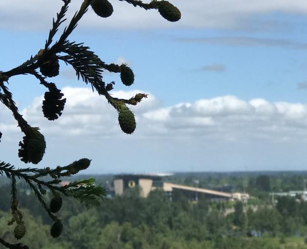 Greentree Arborists