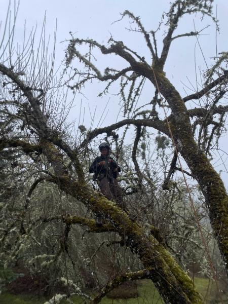 Greentree Arborists