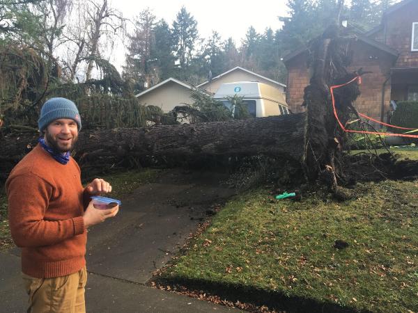Greentree Arborists