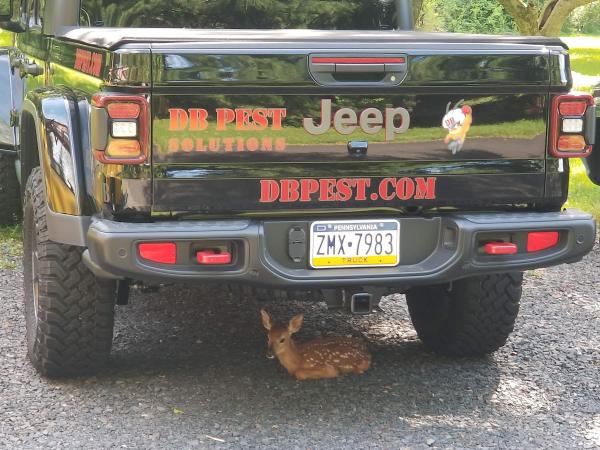 DB Pest Solutions