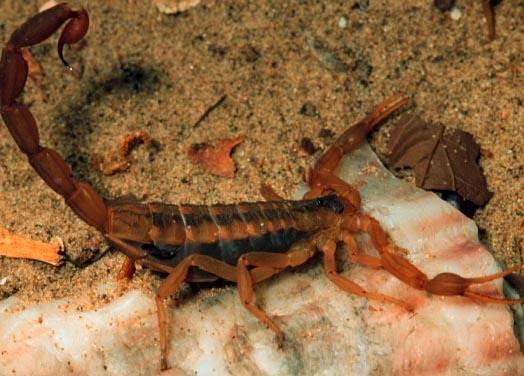 Accurate Termite and Pest Control