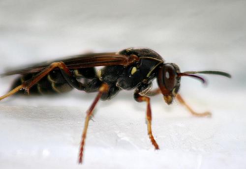 Accurate Termite and Pest Control