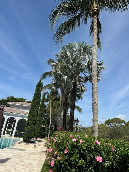 Pro Tree Services