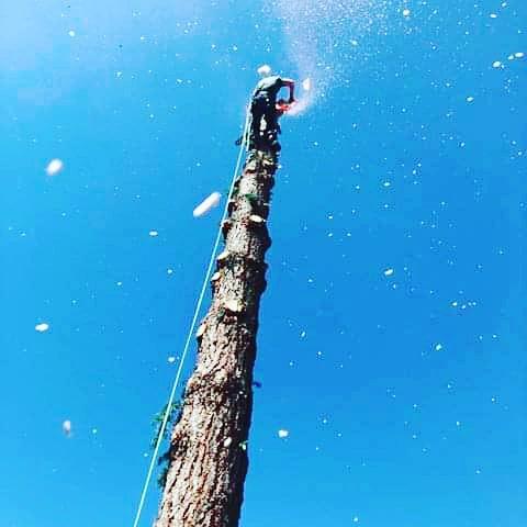 Tree MD Tree Service