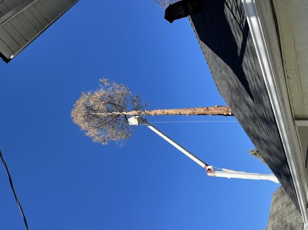 Tree MD Tree Service