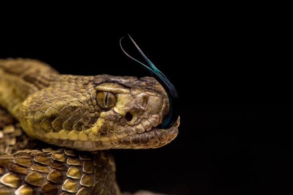 Arizona Snake Removal
