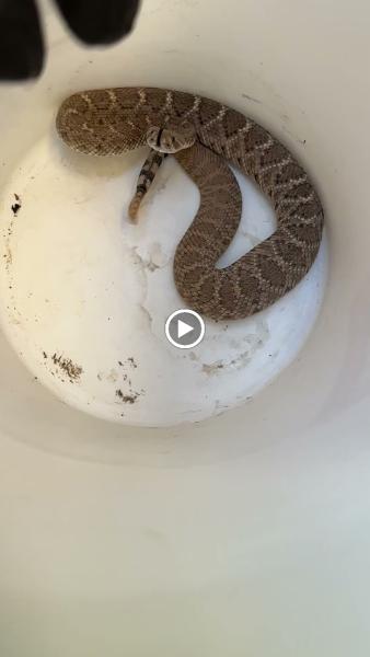 Arizona Snake Removal