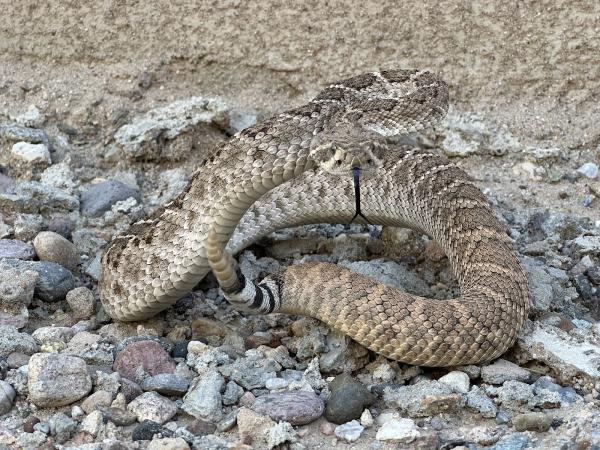 Arizona Snake Removal