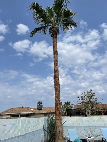 Tree Logic LLC