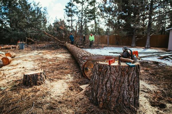 Arbor Tree Care LLC