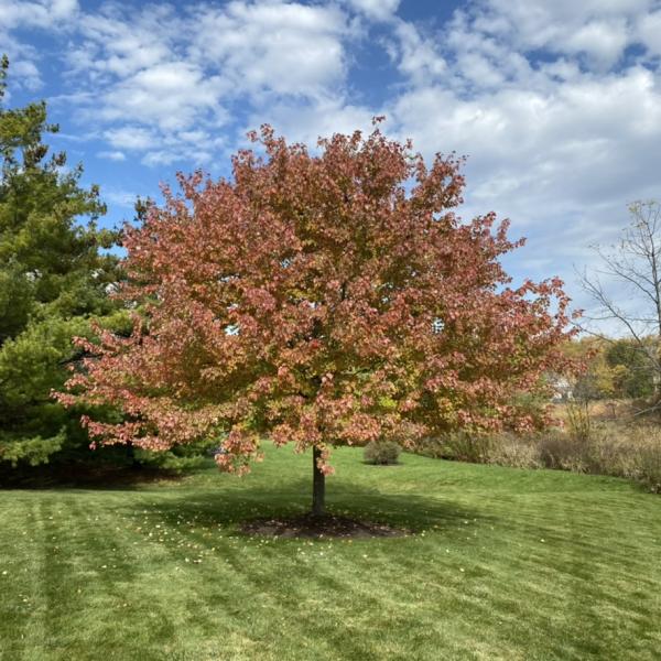 Elan Landscape Development Inc